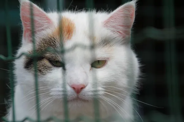 Bild: Tierschutzverein kündigt der Stadt. Chance auf fairen Neubeginn?