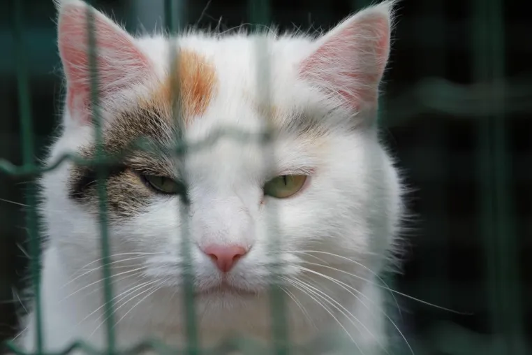 Bild: Tierschutzverein kündigt der Stadt. Chance auf fairen Neubeginn?