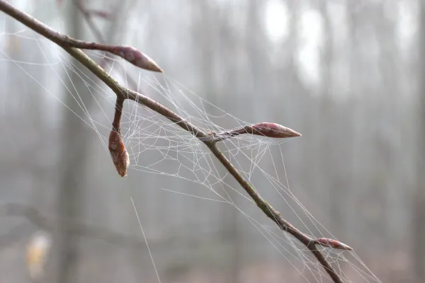 Bild: Rotbuche treibt immer früher aus