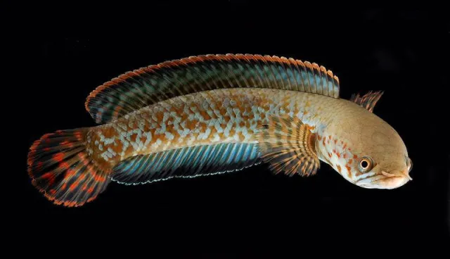 Bild: Snakeheads – new study brings order into species chaos