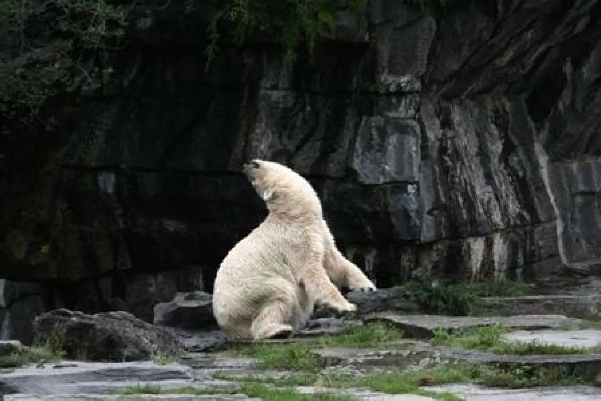 Verhaltensstörung bei einem Eisbär im Tierpark Berlin © PETA
