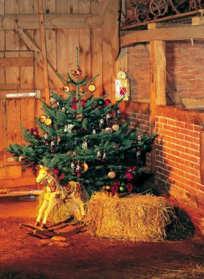 Bild: Tipps für den richtigen Weihnachtsbaum