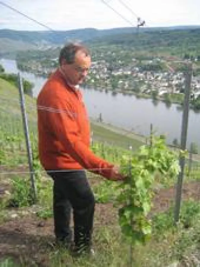 Winzermeister Martin Schömann bei den jungen Rieslingreben in der Steillage Zeltinger Sonnenuhr/Mosel