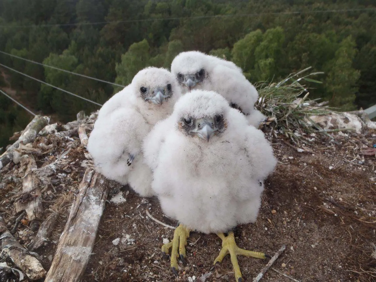 Wanderfalken im Nest, T. Gnade – Nationalparkamt Müritz