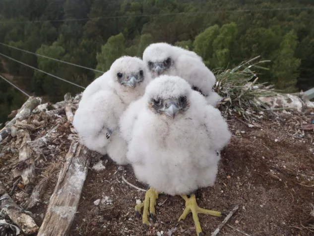 Müritz-Nationalpark mit Spitzenwerten bei Rohrdommel und Wanderfalke Bild: Müritz-Nationalpark mit Spitzenwerten bei Rohrdommel und Wanderfalke