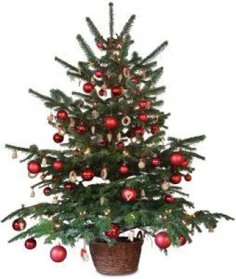 Bild: Der optimale Weihnachtsbaum