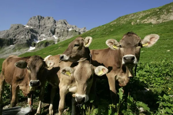 Bild: Einzigartig und individuell - jede Kuh hat ihren eigenen Kopf