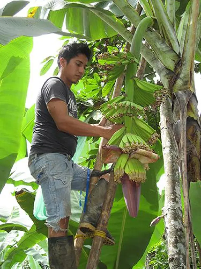 Pflege von Bananenstauden (Urocal; Foto: BanaFair)