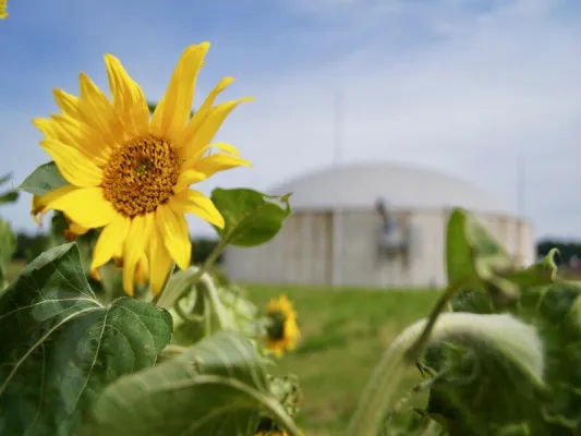 Bild: Erzeugerzusammenschluss Fürstenhof nutzt 1.500 Tonnen Sonnenblumenkerne aus eigenem Anbau