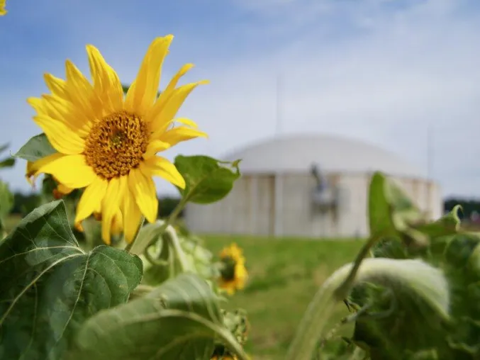 Erzeugerzusammenschluss Fürstenhof nutzt 1.500 Tonnen Sonnenblumenkerne aus eigenem Anbau Bild: Erzeugerzusammenschluss Fürstenhof nutzt 1.500 Tonnen Sonnenblumenkerne aus eigenem Anbau