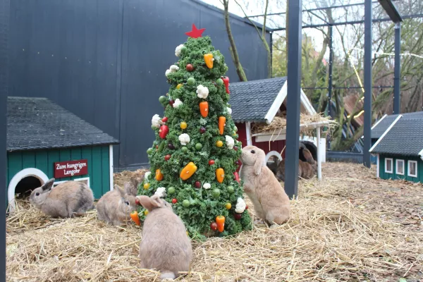 Bild: Kaninchen unter dem Weihnachtsbaum? Experten raten von spontanen Tiergeschenken ab 