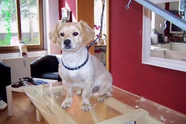 Bild: 5 Jahre FREI SCHNAUZE - Nur das Beste für den Hund