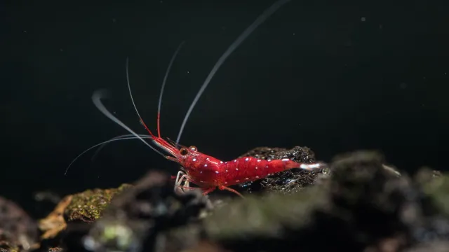 Bild: Weltatlas der Hitzetoleranz – Süßwassercheck für Bachflohkrebs bis Quappe