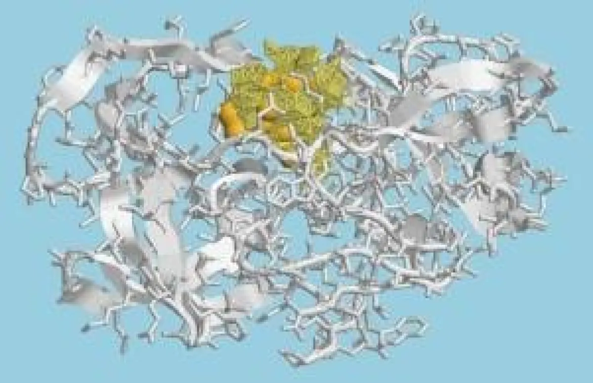 Model der deaktivierten HIV-Protease, einem essentiellen Enzym vom HIV