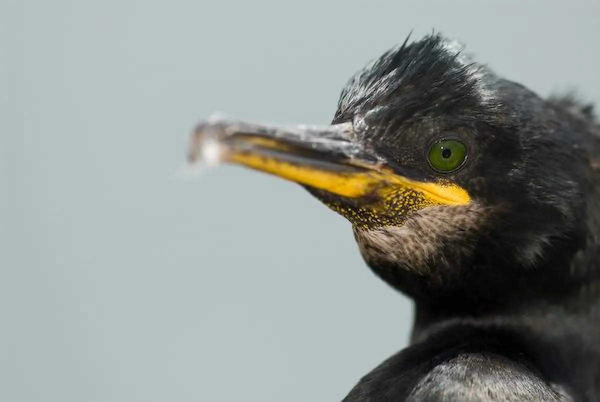 FOTOCAMPUS: Tierfotografie lernen und erleben