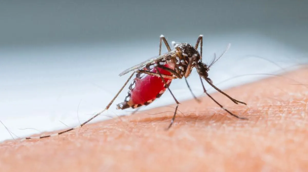 Malaria was already widespread on Sardinia by the Roman period.   ((istockphoto))