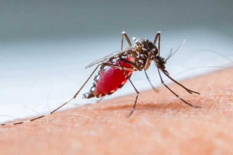 Malaria Already Endemic in the Mediterranean by the Roman Period Bild: Malaria Already Endemic in the Mediterranean by the Roman Period
