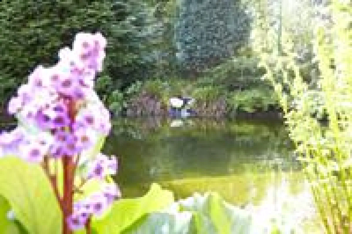 Rein biologisch wirkende Algenmittel sorgen nachhaltig für klares Wasser im Gartenteich. Foto: sera