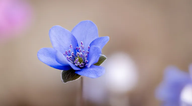 Bild: Schöne Blumenfotos im Frühling: Einfache Tricks für Einsteiger – und gezielte Tipps für Fortgeschrittene