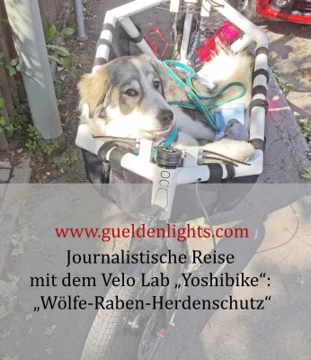 Bild: Frau, Hund und Cargobike auf \"Wölfe-Raben-Herdenschutz\"-Tour