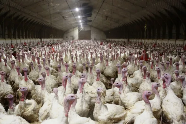 Bild: ANINOVA deckt massenhaften Einsatz von Antibiotika in Putenmast auf
