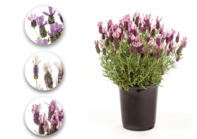 Lavendel - Mediterranes Feeling für Garten und Terrasse Bild: Lavendel - Mediterranes Feeling für Garten und Terrasse