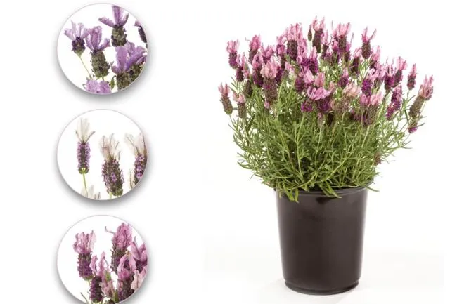 Bild: Lavendel - Mediterranes Feeling für Garten und Terrasse