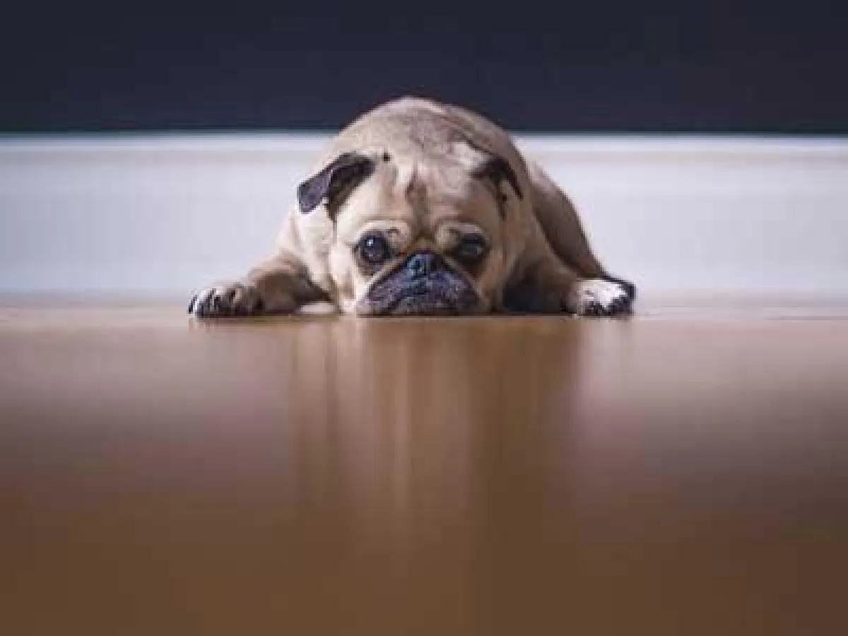 Preisgarantien haben ihre Tücken