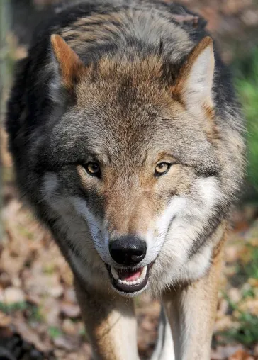 Bild: Neuer, bundesweit arbeitender Wolfsschutzverein