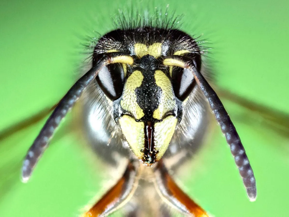 Insekten müssen draußen bleiben - Insektenschutztore