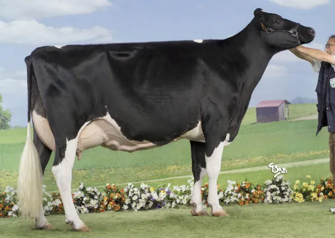 Bild: Europäisches Züchtertreffen in Clermont-Ferrand