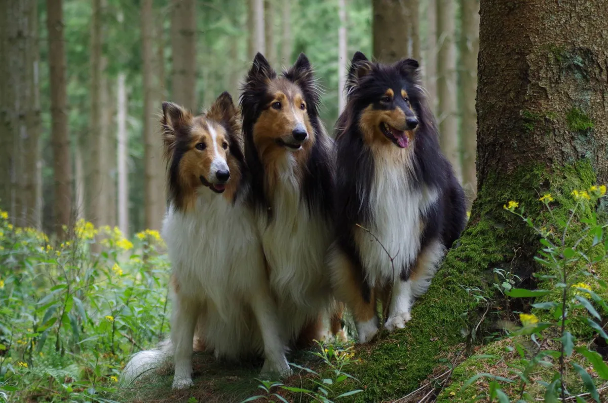 Gewusst wie: Workshop fürs schöne Tierfoto. Foto: Petra Ewert
