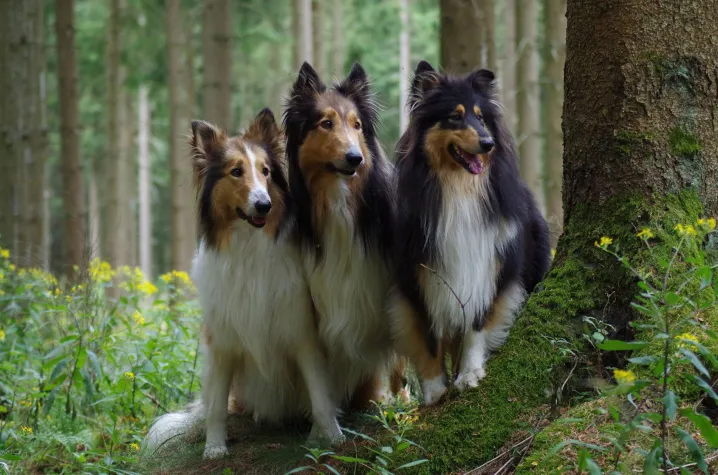 Bild: So wird es ein schönes Foto von Hund und Katze