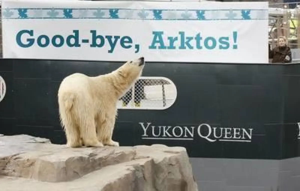 Eisbär Arktos soll in Schottland eine eigene Familie gründen