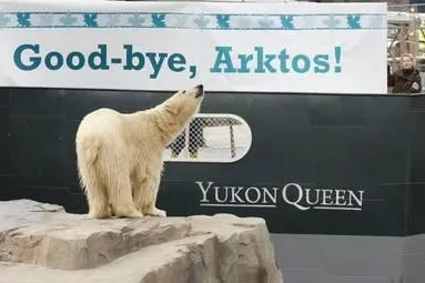 Bild: Eisbär Arktos aus dem Erlebnis-Zoo Hannover wird Schotte