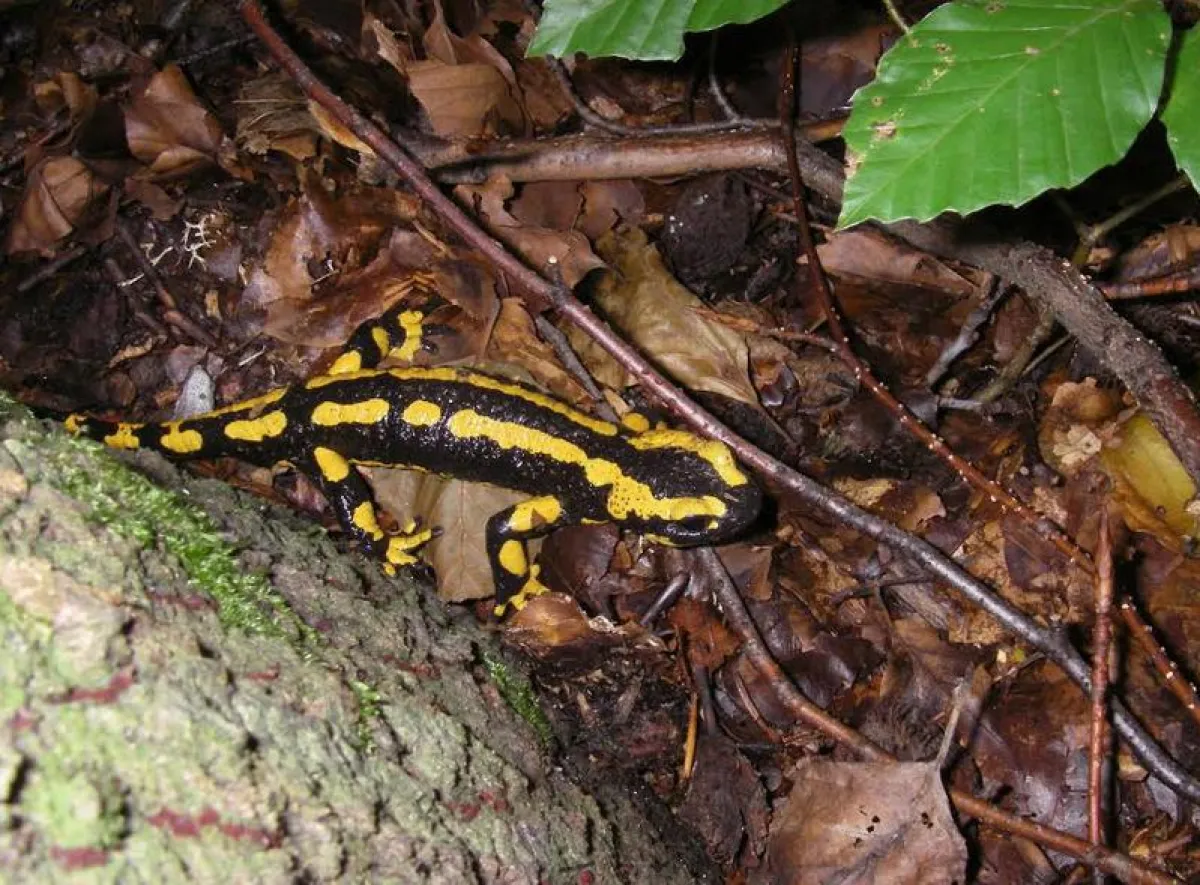 Feuersalamander (Timm Reinhardt)