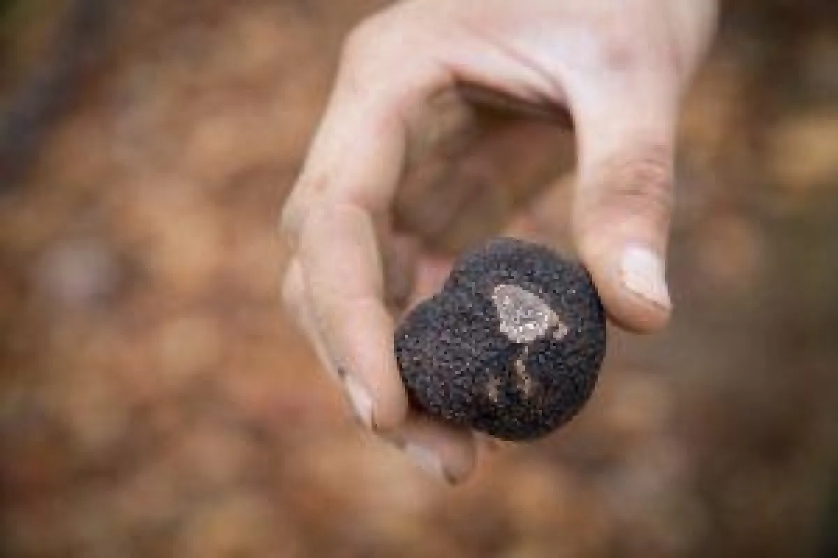 Manjimup Truffle 2 (c) The Truffle & Wine Co., Craig Kinder