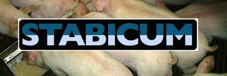 Bild: Neues Sicherheitskonzept für die Flüssigfütterung von Schweinen
