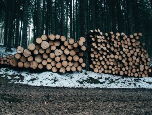 Bild: Brennholzauktion abgesagt? Erfolgreich Brennholz verkaufen trotz Corona