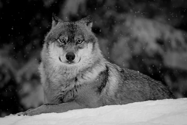 Mehr Wildnis in Deutschland und Europa wagen... Bild: Mehr Wildnis in Deutschland und Europa wagen...