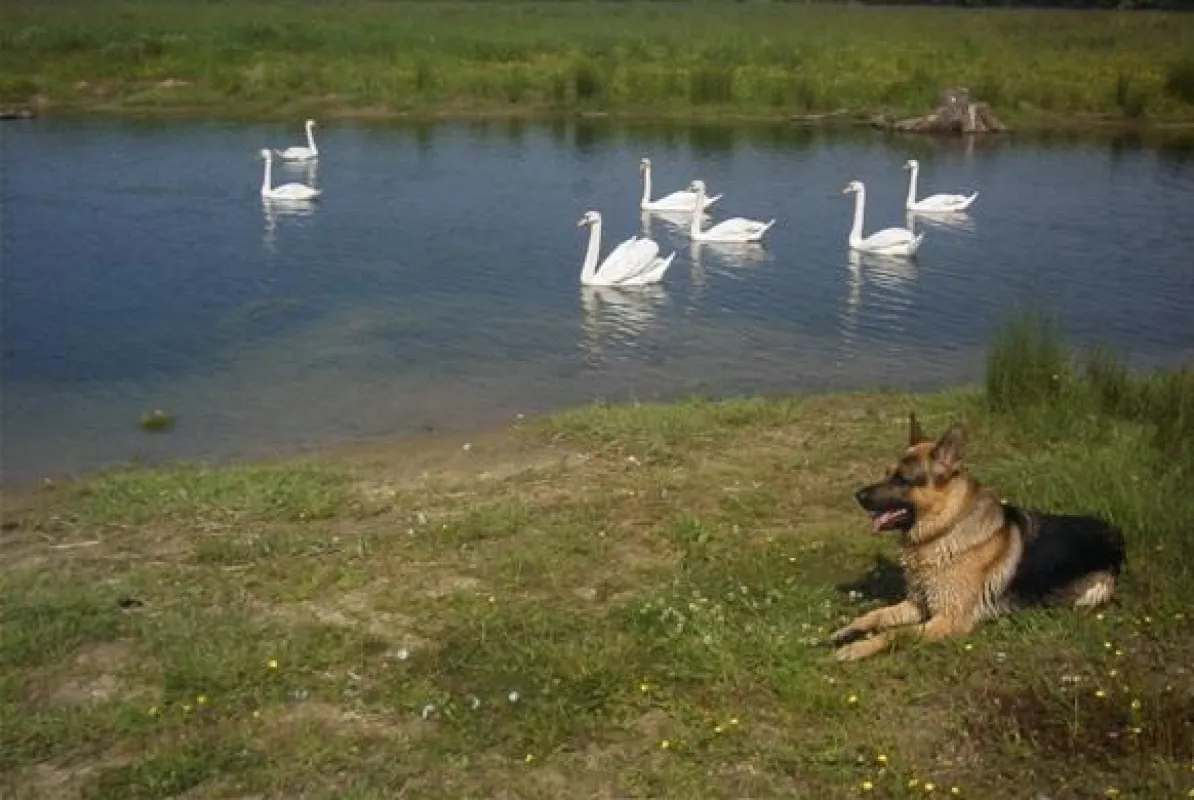 Hunde wollen lieber auf der Wiese toben, statt auf der Wiesn leiden