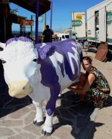 62. Tier: Die Milka-Kuh am Strand Bild: 62. Tier: Die Milka-Kuh am Strand