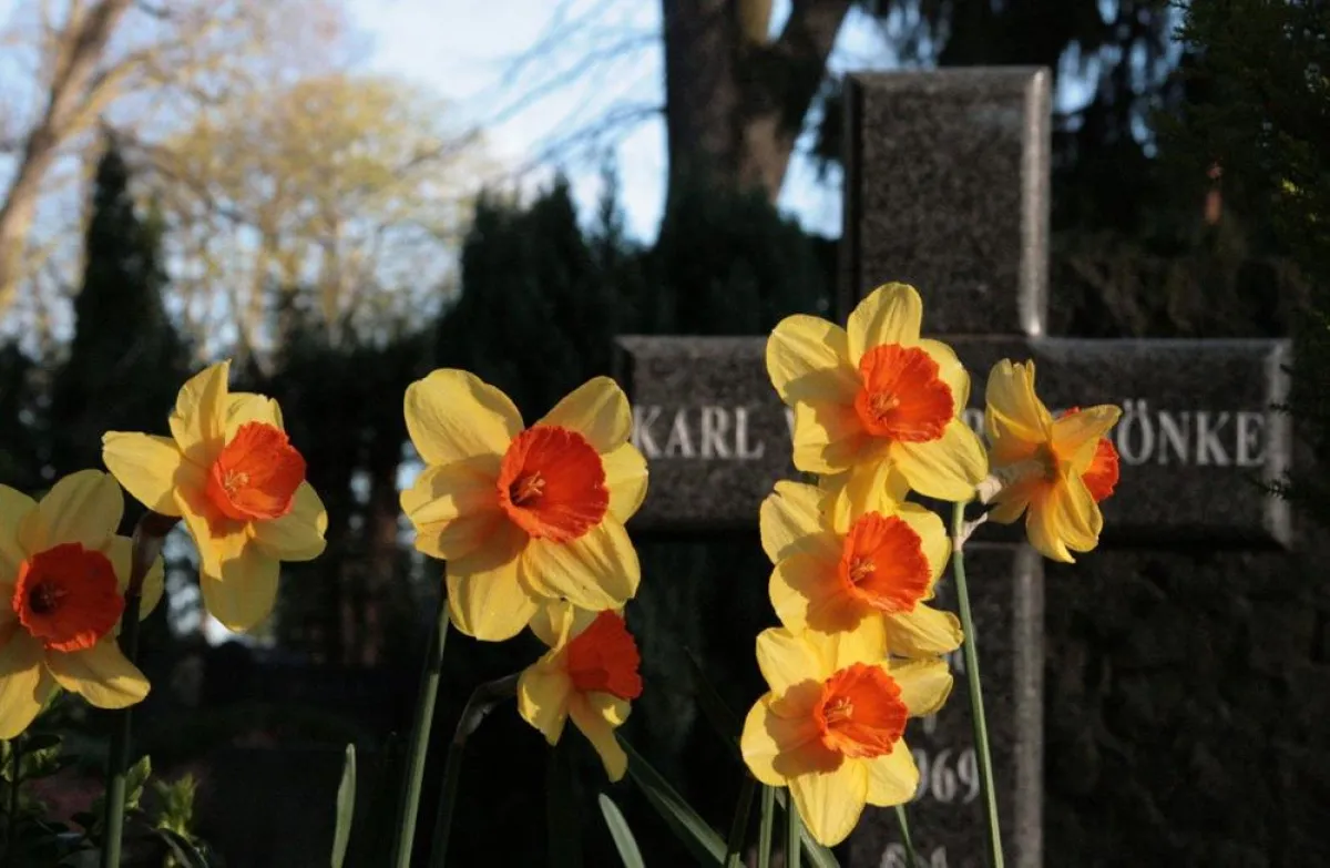 Narzissen gehören in den Wochen um Ostern zu den unverzichtbaren blühenden Frühlingsboten. Foto: BdF
