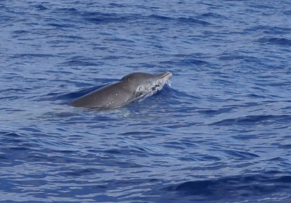 Gervais Schnablewal- Sichtung vor La Gomera. Foto: OCEANO - Fatima Kutzschbach