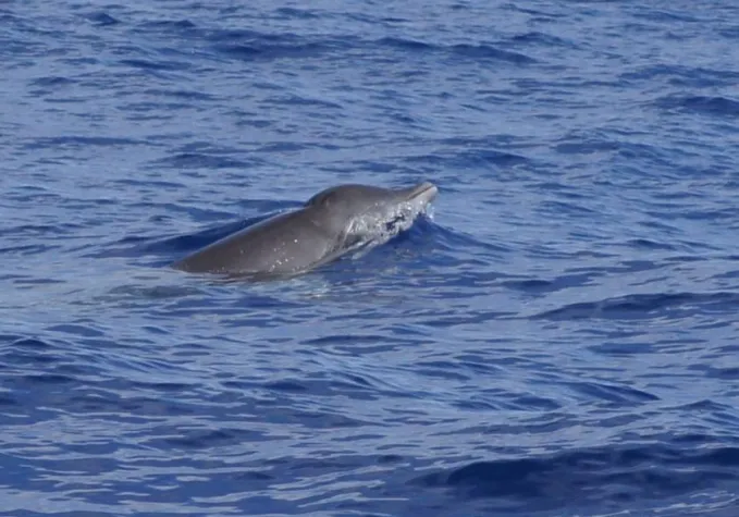 Bild: Erste dokumentierte Gervais Schnabelwal - Sichtung vor La Gomera