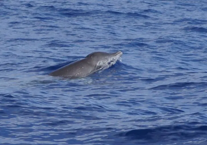 Bild: Erste dokumentierte Gervais Schnabelwal - Sichtung vor La Gomera