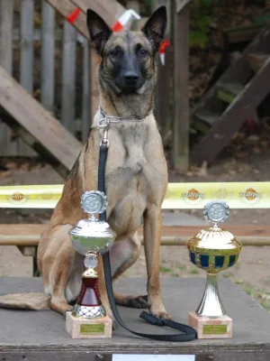 Bild: Großes Hundewettrennen für einen guten Zweck