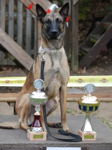 Bild: Großes Hundewettrennen für einen guten Zweck