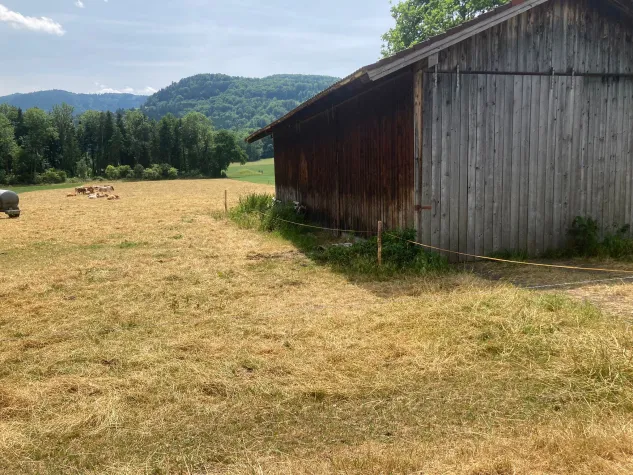 Bild: ZIRBELZAUBER Zirbenkindergarten: Gemeinsam für den Schutz der majestätischen Zirbe