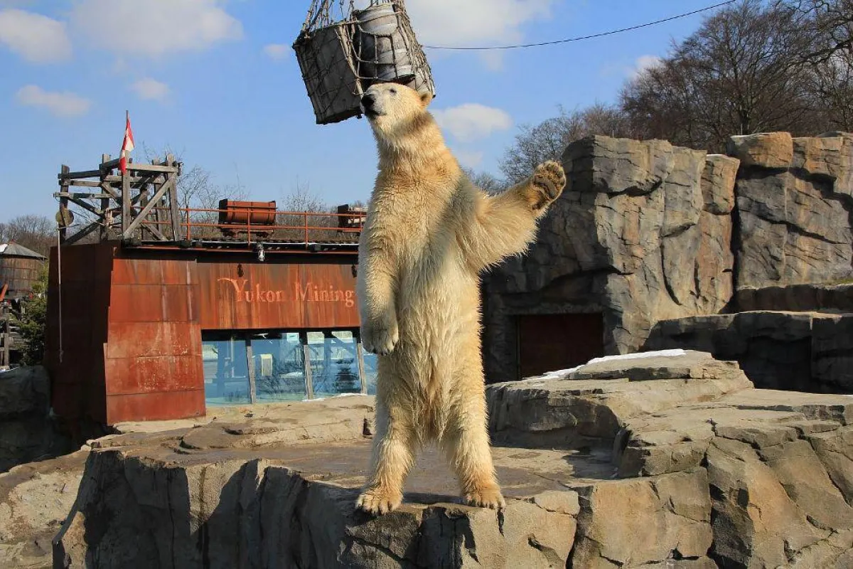 Eisbär Nanuq im Erlebnis-Zoo Hannover